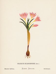 Wildblumen des Heiligen Landes: Colchicum Bulbocodioides, Stev; Wiesen-Safran von Hannah Zeller