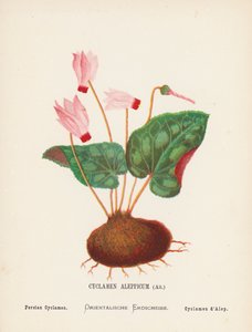 Wildblumen des Heiligen Landes: Cyclamen Aleppicum, Ait; Persisches Alpenveilchen von Hannah Zeller