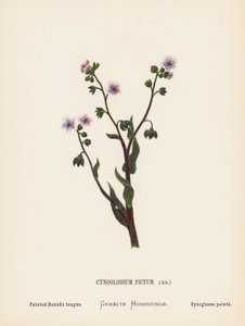 Wildblumen des Heiligen Landes: Cynoglossum Pictum, Ait; Bemalte Hundszunge von Hannah Zeller