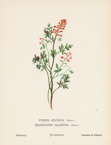 Wildblumen des Heiligen Landes: Fumaria Anatolica, Boiss, Ceratocapnos Palaestina, Boiss; Erdrauch von Hannah Zeller