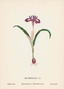 Wildblumen des Heiligen Landes: Iris Reticulata, Zwergiris von Hannah Zeller