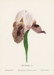 Wildblumen des Heiligen Landes: Iris Susiana, Persische Iris von Hannah Zeller