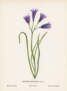 Wildblumen des Heiligen Landes: Ixiolirium Montanum, Kraut; Berglilie