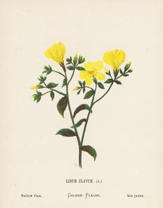 Wildblumen des Heiligen Landes: Linum Flavum; Gelber Flachs von Hannah Zeller