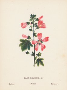 Wildblumen des Heiligen Landes: Malope Malacoides; Malve von Hannah Zeller
