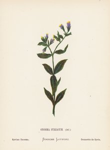 Wildblumen des Heiligen Landes: Onosma Syriacum; Syrisches Onosma von Hannah Zeller