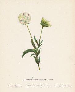 Wildblumen des Heiligen Landes: Pterocephalus Palaestinus, Coult; Palästina-Skabiose