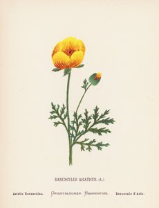 Wildblumen des Heiligen Landes: Ranunculus Asiaticus; Asiatischer Ranunkel von Hannah Zeller