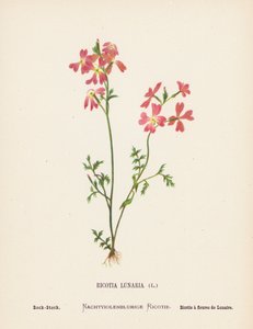 Wildblumen des Heiligen Landes: Ricotia Lunaria, Felsen-Levkoje