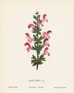 Wildblumen des Heiligen Landes: Salvia Indica, Indischer Salbei von Hannah Zeller
