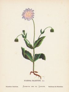 Wildblumen des Heiligen Landes: Scabiosa Palaestina; Palästina-Skabiose von Hannah Zeller