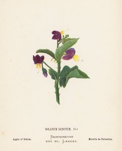 Wildblumen des Heiligen Landes: Solanum Sanctum, Apfel von Sodom von Hannah Zeller