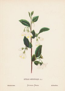 Wildblumen des Heiligen Landes: Styrax Officinalis; Storaxbaum