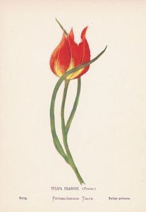 Wildblumen des Heiligen Landes: Tulipa Praecox, Tenore; Tulpe von Hannah Zeller