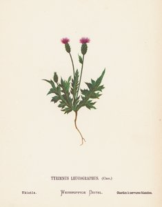 Wildblumen des Heiligen Landes: Tyrimnus Leucographus, Cass; Distel von Hannah Zeller