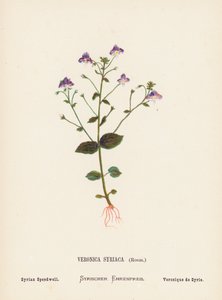 Wildblumen des Heiligen Landes: Veronica Syriaca, Roem; Syrischer Ehrenpreis von Hannah Zeller