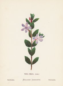 Wildblumen des Heiligen Landes: Vinca Media, Immergrün von Hannah Zeller