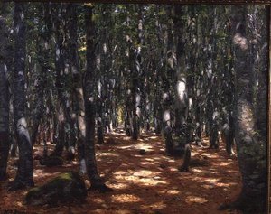 Sonnenbeschienener Wald