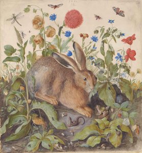 Ein Hase zwischen Pflanzen von Hans Hoffmann