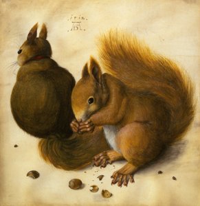 Zwei Eichhörnchen, eines isst eine Haselnuss von Hans Hoffmann