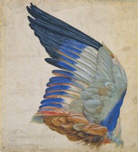 Flügel eines Blauracken, Kopie eines Originals von Albrecht Dürer von 1512