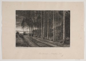 Regentag im Tannenwald