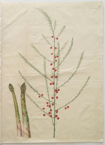 Asparagus officinalis aus dem Album Gottorfer Codex von Hans Simon Holtzbecher