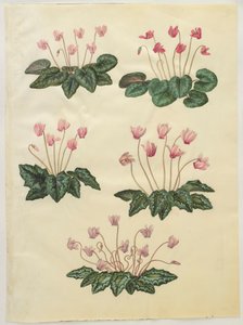 Cyclamen purprascens aus dem Album Gottorfer Codex