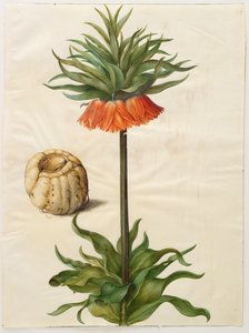 Fritilleria imperialis aus dem Album Gottorfer Codex