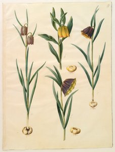 Fritilleria meleagris aus dem Album Gottorfer Codex von Hans Simon Holtzbecher