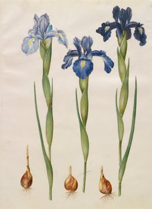 Iris xiphiodes aus dem Album Gottorfer Codex
