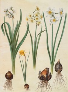 Narcissus tazetta, Narcissus orientalis und Corbularia bulbocodium aus dem Album Gottorfer Codex