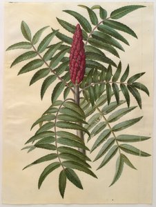 Rhus typhina aus dem Album Gottorfer Codex von Hans Simon Holtzbecher