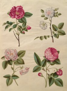 Rosa gallica aus dem Album Gottorfer Codex von Hans Simon Holtzbecher