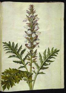 Acanthus hungaricus (Ungarische Akanthus) von Hans Simon Holtzbecker