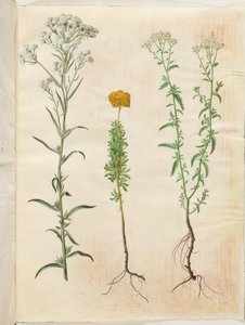 Achillea ptarmica (Silbergarbe); Achillea ageratum (Balsamgarbe); Achillea millefolium (Gemeine Schafgarbe) von Hans Simon Holtzbecker