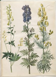 Aconitum lycoctonum (Nordischer Sturmhut); Aconitum napellus (Echter Sturmhut); Aconitum anthora (Feinblättriger Sturmhut)