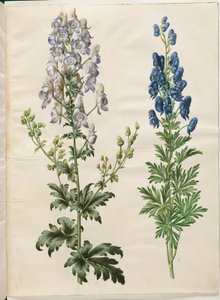 Aconitum variegatum (Bunter Eisenhut); Aconitum napellus (Echter Eisenhut)