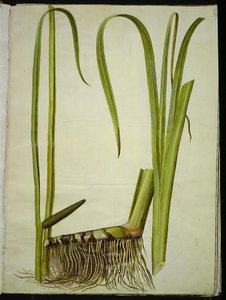 Acorus calamus (gewöhnlicher Kalmus)