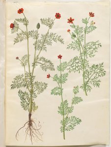 Adonis annua (Herbst-Adonis); Adonis aestivalis (Sommer-Adonis)