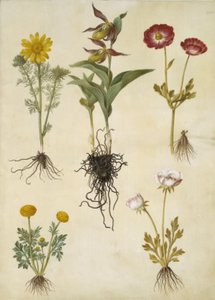 Adonis vernalis (Frühlings-Adonis); Cypripedium calceolus (Großer Frauenschuh); Ranunculus asiaticus (Garten-Ranunkel); Ranunculus (Art der Ranunkel) von Hans Simon Holtzbecker