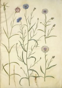 Agrostemma githago (Gewöhnliche Kornrade); Centaurea cyanus (Kornblume)