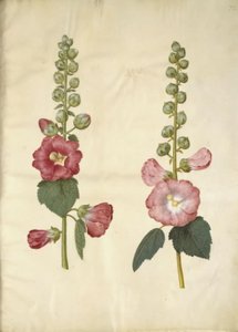 Alcea rosea (Stockrose) von Hans Simon Holtzbecker