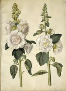 Stockrose von Hans Simon Holtzbecker