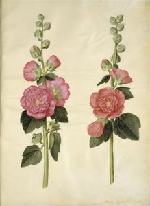 Alcea rosea (Stockrose) von Hans Simon Holtzbecker