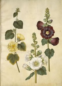 Alcea rosea (Stockrose)