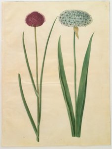 Allium sphaerocephalon (Mittelmeer-Zierlauch); Allium nigrum (Schwarzer Lauch) von Hans Simon Holtzbecker