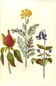 Amaranthus cruentus (rote Amarant); Jacobaea maritima (Graublatt); Clematis integrifolia (blaue Stauden-Clematis) von Hans Simon Holtzbecker