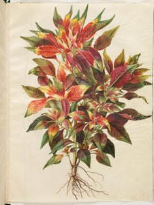Amaranthus tricolor (Papageien-Amarant)