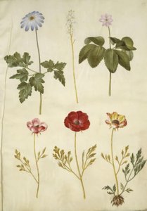 Anemone apennina (Apenninen-Anemone); Tiarella cordifolia (Schaumblume); Anemone trifolia (Dreiblättrige Anemone); Ranunculus asiaticus (Asiatischer Hahnenfuß) von Hans Simon Holtzbecker